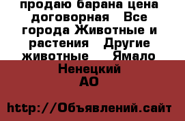 продаю барана цена договорная - Все города Животные и растения » Другие животные   . Ямало-Ненецкий АО